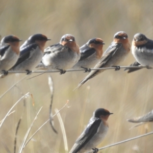 Hirundo neoxena at MCQ150: McQuoids Creek Large Dam - 3 May 2024