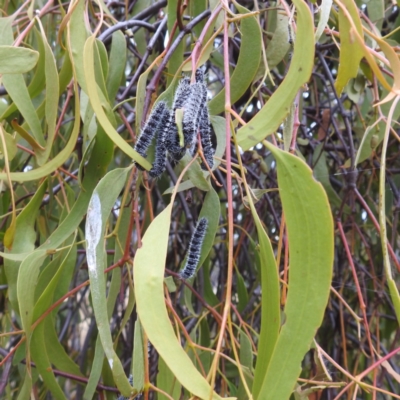 Delias harpalyce (Imperial Jezebel) at Kambah, ACT - 3 May 2024 by HelenCross