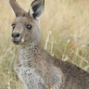 Macropus giganteus (Eastern Grey Kangaroo) at Lions Youth Haven - Westwood Farm by HelenCross