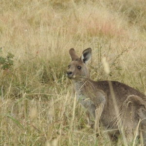 Macropus giganteus at Lions Youth Haven - Westwood Farm A.C.T. - 3 May 2024 03:01 PM