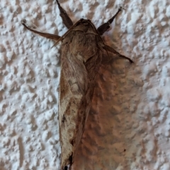 Unidentified Swift and Ghost moth (Hepialidae) at Watson, ACT - 2 May 2024 by AniseStar