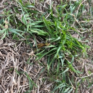 Vespula germanica at suppressed by Choyster