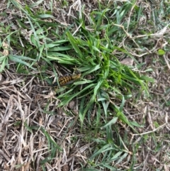 Vespula germanica at Sullivans Creek, Acton - 28 Apr 2024 02:13 PM