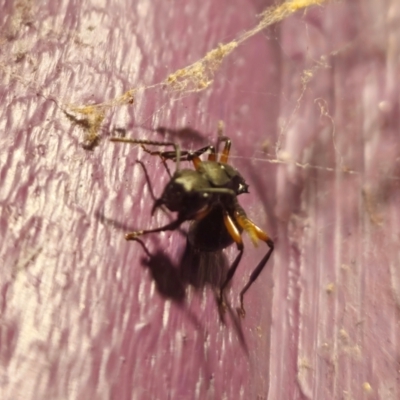 Polyrhachis femorata (A spiny ant) by Csteele4