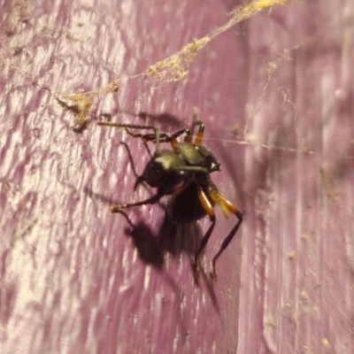 Polyrhachis femorata (A spiny ant) at Captains Flat, NSW - 3 May 2024 by Csteele4