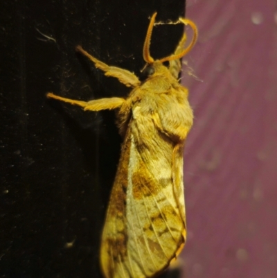 Oxycanus dirempta (Variable Oxycanus) at Captains Flat, NSW - 3 May 2024 by Csteele4