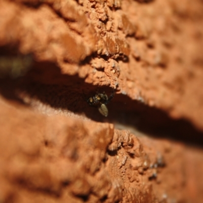 Maratus griseus (Jumping spider) at QPRC LGA - 13 Apr 2024 by Minicooperpixel