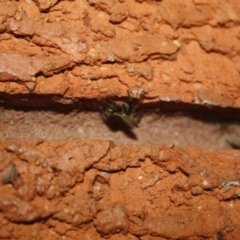 Maratus griseus at QPRC LGA - 13 Apr 2024