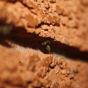 Maratus griseus at QPRC LGA - 13 Apr 2024