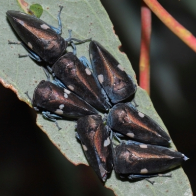 Eurymela distincta (Gumtree leafhopper) at Yarralumla, ACT - 3 May 2024 by TimL