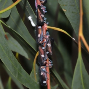 Eurymela distincta at National Arboretum Forests - 3 May 2024