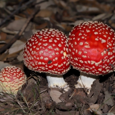 Amanita muscaria (Fly Agaric) at National Arboretum Forests - 3 May 2024 by TimL