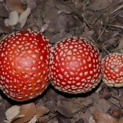 Amanita muscaria at National Arboretum Forests - 3 May 2024 03:34 PM