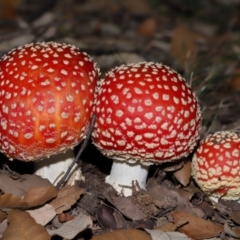 Amanita muscaria at National Arboretum Forests - 3 May 2024 03:34 PM