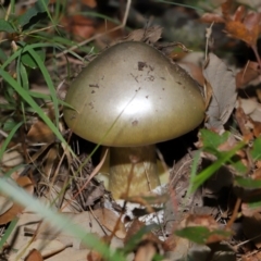 Amanita phalloides (Death Cap) at Yarralumla, ACT - 3 May 2024 by TimL