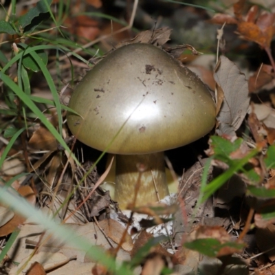 Amanita phalloides (Death Cap) by TimL