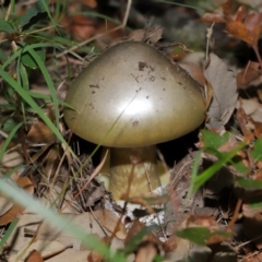 Amanita phalloides at National Arboretum Forests - 3 May 2024 by TimL