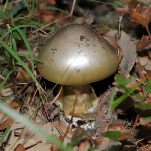 Amanita phalloides at suppressed by TimL