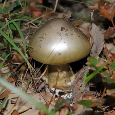 Amanita phalloides (Death Cap) at National Arboretum Forests - 3 May 2024 by TimL