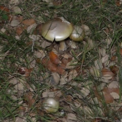 Amanita phalloides at National Arboretum Forests - 3 May 2024 03:32 PM