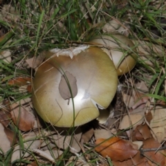 Amanita phalloides at National Arboretum Forests - 3 May 2024