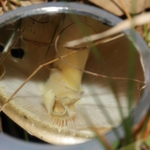 Amanita phalloides at National Arboretum Forests - 3 May 2024 03:32 PM