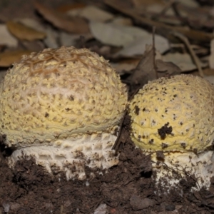 Amanita sp. at National Arboretum Forests - 3 May 2024