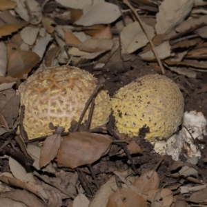 Amanita sp. at National Arboretum Forests - 3 May 2024 03:44 PM