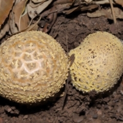 Amanita sp. at National Arboretum Forests - 3 May 2024