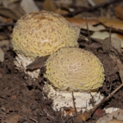 Amanita sp. at National Arboretum Forests - 3 May 2024 03:44 PM