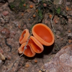 Aleuria sp. (genus) (An Orange peel fungus) at National Arboretum Forests - 3 May 2024 by TimL