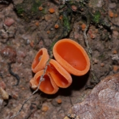 Aleuria sp. (An Orange peel fungus) at National Arboretum Forests - 3 May 2024 by TimL