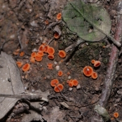 Aleuria sp. at National Arboretum Forests - 3 May 2024