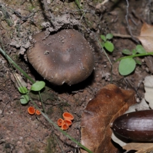 Aleuria sp. (genus) at National Arboretum Forests - 3 May 2024 04:00 PM