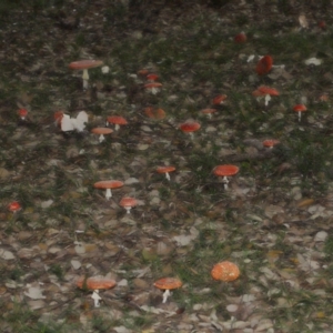 Amanita muscaria at National Arboretum Forests - 3 May 2024