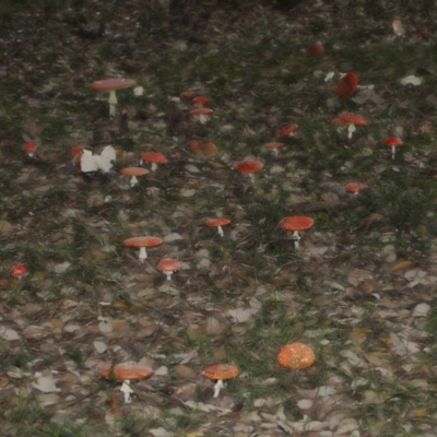 Amanita muscaria (Fly Agaric) at National Arboretum Forests - 3 May 2024 by TimL