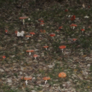 Amanita muscaria at suppressed by TimL