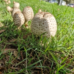 Chlorophyllum/Macrolepiota sp. at suppressed - suppressed