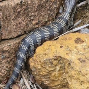 Tiliqua scincoides scincoides at Woodburn, NSW - suppressed