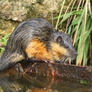 Hydromys chrysogaster (Rakali or Water Rat) at Tidbinbilla Nature Reserve by Christine