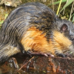 Hydromys chrysogaster at Tidbinbilla Nature Reserve - 3 May 2024