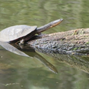 Chelodina longicollis (Eastern Long-necked Turtle) at Tidbinbilla Nature Reserve by Christine