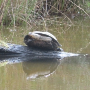 Chelodina longicollis at Tidbinbilla Nature Reserve - 3 May 2024