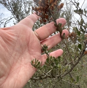 Bursaria spinosa at Pine Island to Point Hut - 4 May 2024 10:48 AM