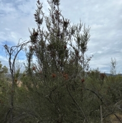 Bursaria spinosa at Pine Island to Point Hut - 4 May 2024