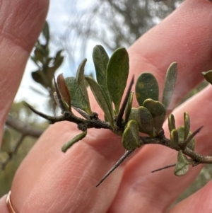 Bursaria spinosa at Pine Island to Point Hut - 4 May 2024