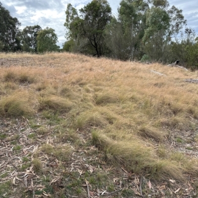 Eragrostis curvula (African Lovegrass) at Greenway, ACT - 4 May 2024 by lbradley