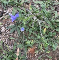 Echium vulgare (Vipers Bugloss) at Pine Island to Point Hut - 4 May 2024 by lbradley