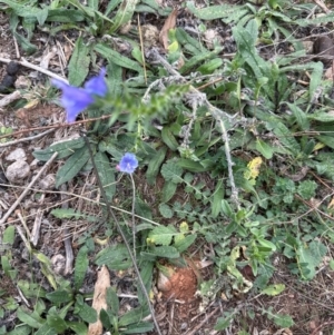 Echium vulgare at Greenway, ACT - 4 May 2024 10:56 AM