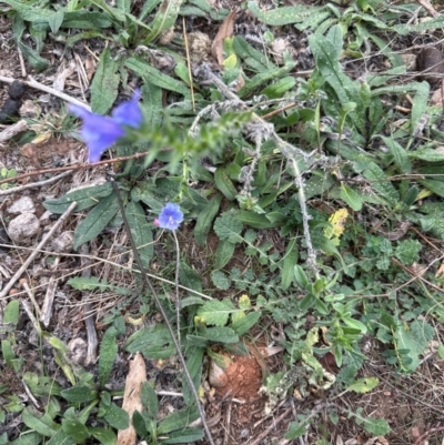 Echium vulgare (Vipers Bugloss) at Greenway, ACT - 4 May 2024 by lbradley